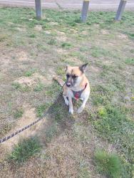 Lost Female Dog last seen Near Victory Dr, Columbus, GA 31903, Columbus, GA 31903