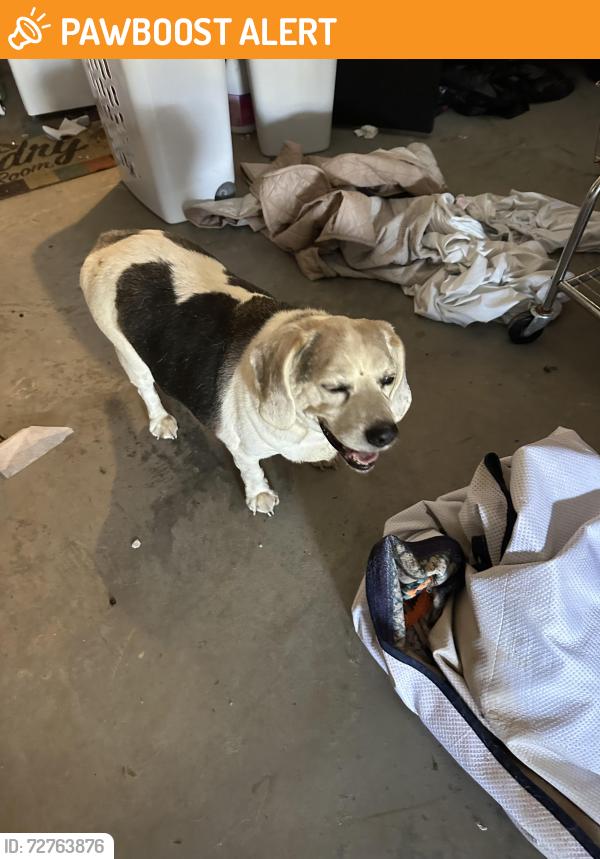 Found/Stray Male Dog last seen Ray Owens , Columbia County, GA 30802
