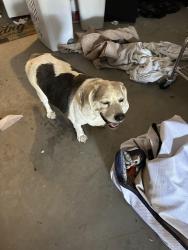 Found/Stray Male Dog last seen Ray Owens , Columbia County, GA 30802