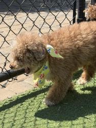 Found/Stray Unknown Dog last seen Elmira Ave & bryton ridge parkway, Huntersville, NC 28078