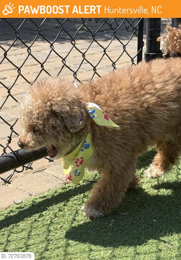 Found/Stray Unknown Dog last seen Elmira Ave & bryton ridge parkway, Huntersville, NC 28078