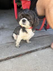 Found/Stray Male Dog last seen Governors apmts, Ferry Pass, FL 32514