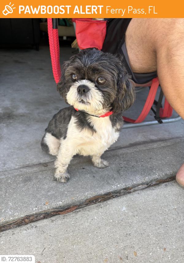 Found/Stray Male Dog last seen Governors apmts, Ferry Pass, FL 32514