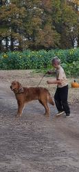 Lost Male Dog last seen Eland drive , Fredericksburg, VA 22407