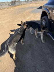Found/Stray Unknown Dog last seen Southern blvd and 40th , Rio Rancho Estates, NM 87124