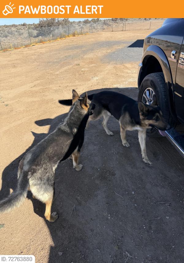 Found/Stray Unknown Dog last seen Southern blvd and 40th , Rio Rancho Estates, NM 87124
