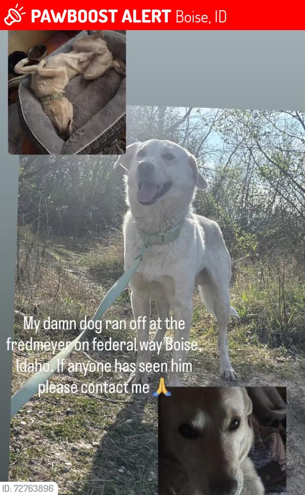 Lost Male Dog last seen Fred Meyer, Boise, ID 83706