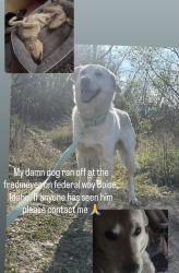 Lost Male Dog last seen Fred Meyer, Boise, ID 83706