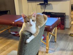 Lost Male Cat last seen Rancho Vista, 7522 EWlizondo, Corpus Christi, TX 78414