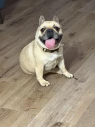 Found/Stray Male Dog last seen 163rd st , Lawndale, CA 90260