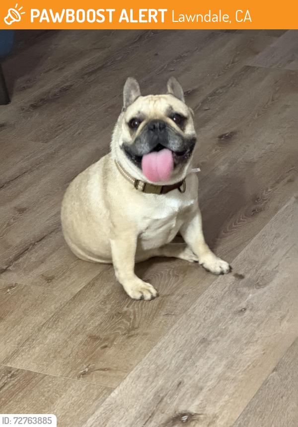 Found/Stray Male Dog last seen 163rd st , Lawndale, CA 90260