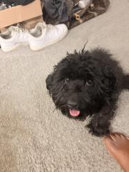 Found/Stray Male Dog last seen Millbranch and holmes, Memphis, TN 38116