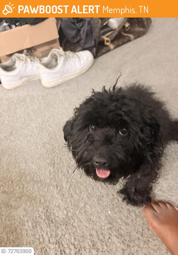 Found/Stray Male Dog last seen Millbranch and holmes, Memphis, TN 38116