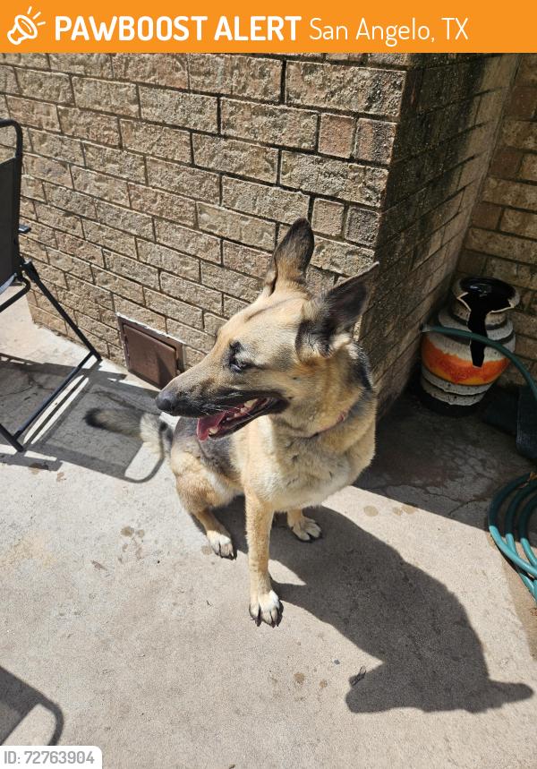 Found/Stray Unknown Dog last seen Gregory Drive and Fox Hollow St, San Angelo, TX 76905