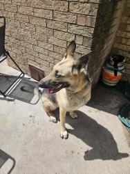 Found/Stray Unknown Dog last seen Gregory Drive and Fox Hollow St, San Angelo, TX 76905