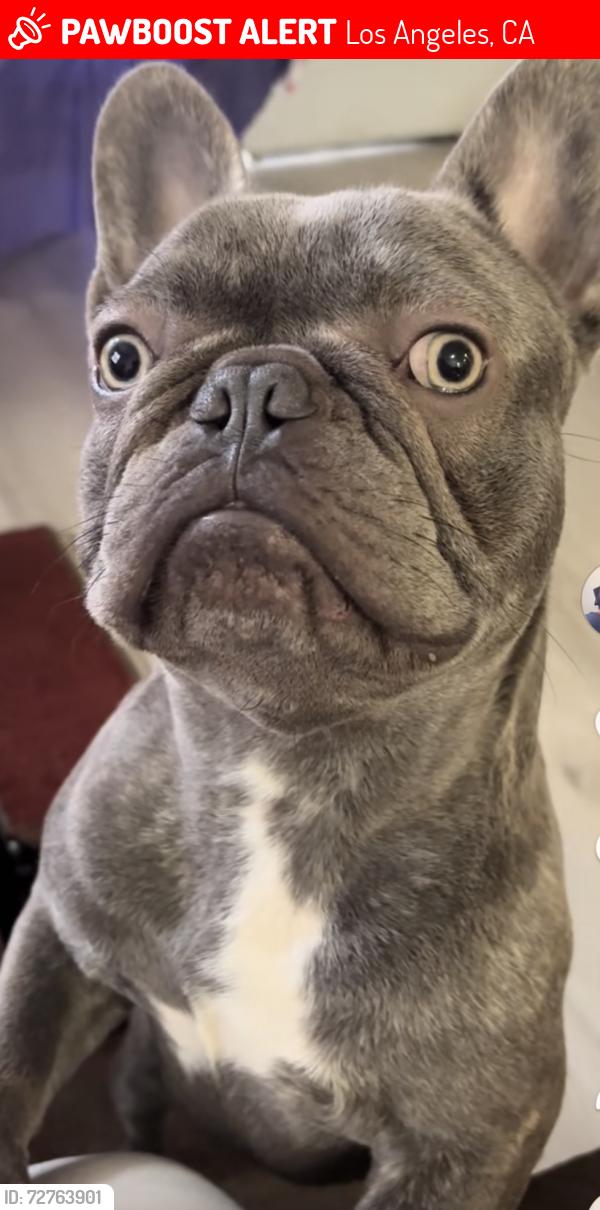 Lost Male Dog last seen 37th and Western, Los Angeles, Ca, Los Angeles, CA 90018