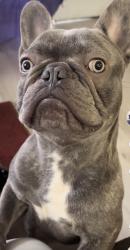 Lost Male Dog last seen 37th and Western, Los Angeles, Ca, Los Angeles, CA 90018