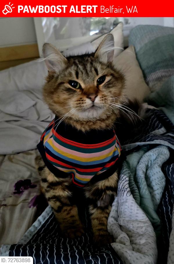 Lost Male Cat last seen North Shore Rd and Elfendahl Pass Rd, Belfair, WA 98528
