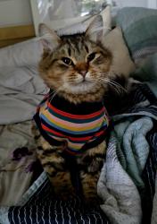 Lost Male Cat last seen North Shore Rd and Elfendahl Pass Rd, Belfair, WA 98528