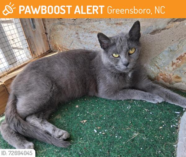 Found/Stray Female Cat last seen Trotter Center 27407, Greensboro, NC 27406