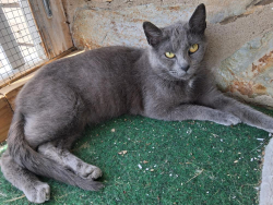 Found/Stray Female Cat last seen Trotter Center 27407, Greensboro, NC 27406