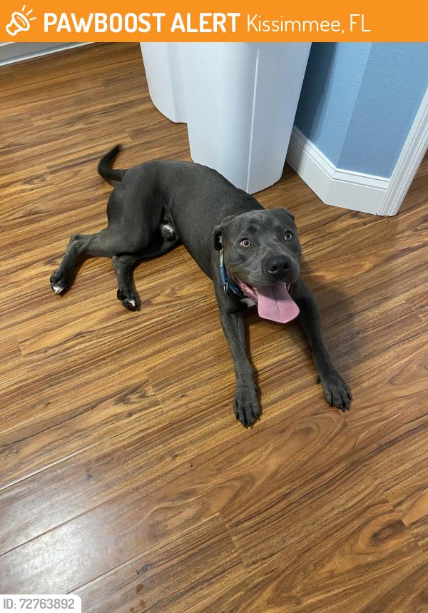 Found/Stray Male Dog last seen Medieval Times, Kissimmee, Kissimmee, FL 34746
