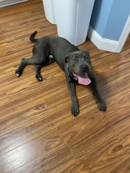 Found/Stray Male Dog last seen Medieval Times, Kissimmee, Kissimmee, FL 34746