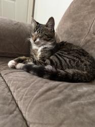 Lost Male Cat last seen 21st and mitthoefer, Indianapolis, IN 46229
