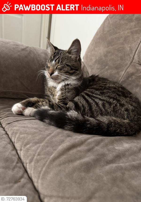 Lost Male Cat last seen 21st and mitthoefer, Indianapolis, IN 46229