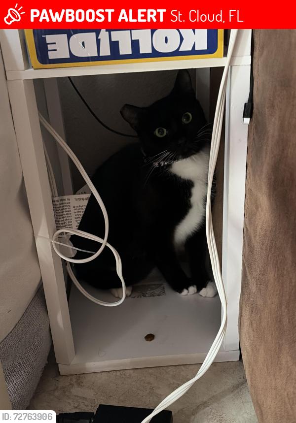 Lost Female Cat last seen Narcoossee Village, St. Cloud, FL 34771