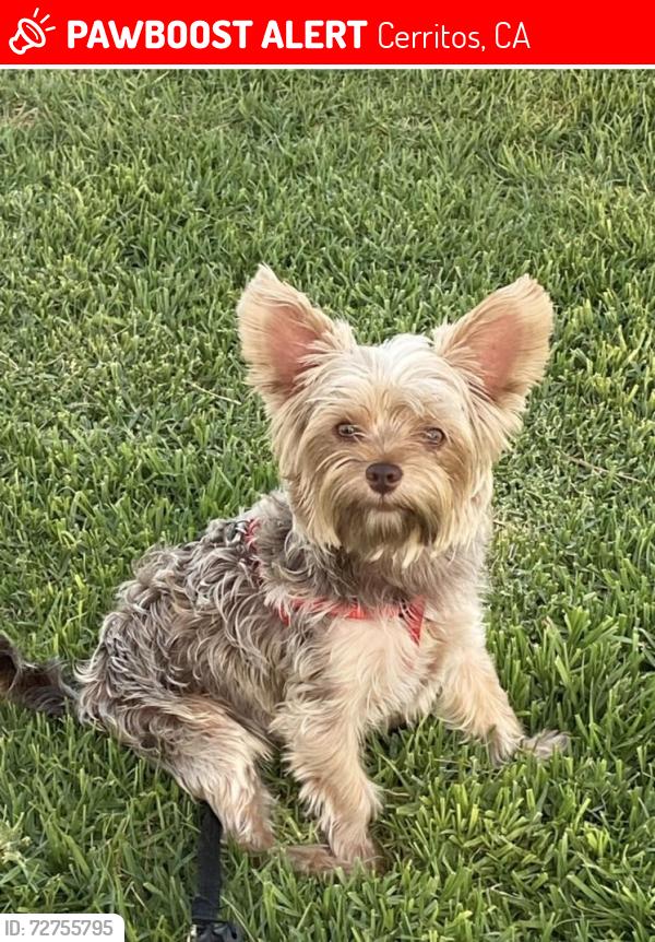 Lost Male Dog last seen Alfred Ave , Cerritos, CA 90703