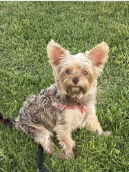Lost Male Dog last seen Alfred Ave , Cerritos, CA 90703