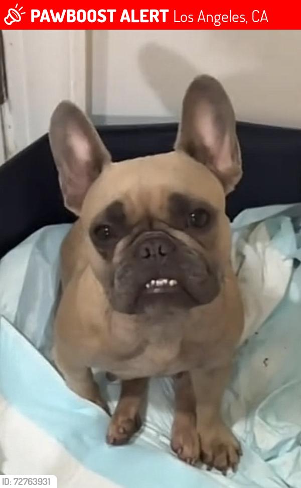 Lost Male Dog last seen 37th and Western Ave, Los Angeles,Ca, Los Angeles, CA 90018