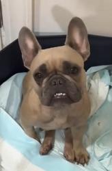 Lost Male Dog last seen 37th and Western Ave, Los Angeles,Ca, Los Angeles, CA 90018