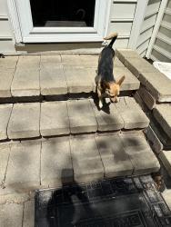 Found/Stray Male Dog last seen Powderhorn , Spotsylvania Courthouse, VA 22553