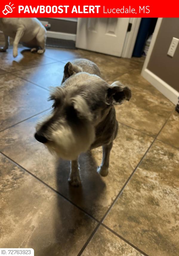 Lost Female Dog last seen Tanner Williams/Mississippi/Hurley , Mississippi, Lucedale, MS 39452