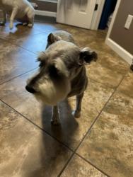 Lost Female Dog last seen Tanner Williams/Mississippi/Hurley , Mississippi, Lucedale, MS 39452