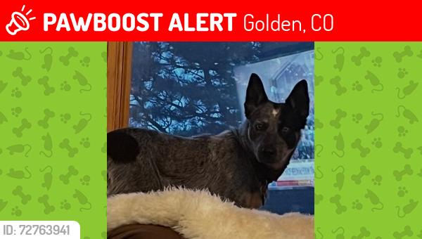 Lost Male Dog last seen Golden Gate Cay Fire station , Golden, CO 80403