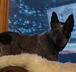 Lost Male Dog last seen Golden Gate Cay Fire station , Golden, CO 80403