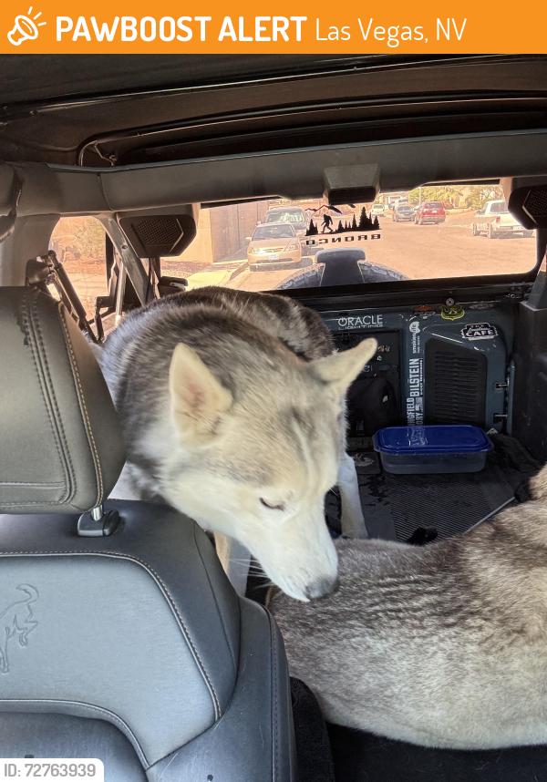 Found/Stray Male Dog last seen Wigwam & Paradise, Las Vegas, NV 89123
