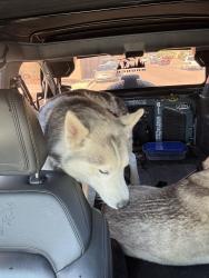 Found/Stray Male Dog last seen Wigwam & Paradise, Las Vegas, NV 89123