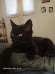 Lost Male Cat last seen ocean beach hwy, Longview, WA 98632