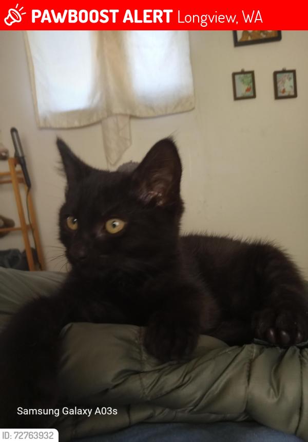 Lost Male Cat last seen ocean beach hwy, Longview, WA 98632