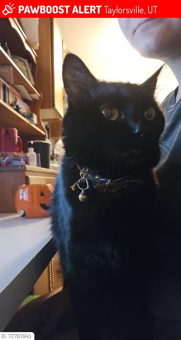 Lost Female Cat last seen Bridgeside landing apmts taylorsville utah , Taylorsville, UT 84123