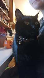 Lost Female Cat last seen Bridgeside landing apmts taylorsville utah , Taylorsville, UT 84123