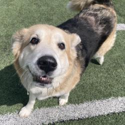 Shelter Stray Female Dog last seen , Memphis, TN 38133