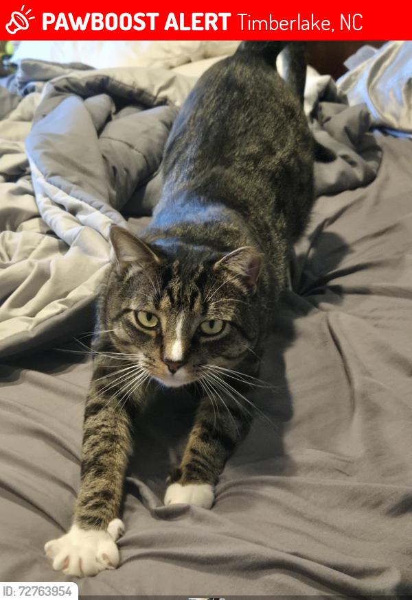 Lost Male Cat last seen Near 501, Timberlake, NC 27583