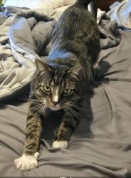 Lost Male Cat last seen Near 501, Timberlake, NC 27583