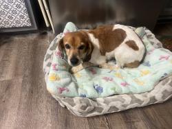 Found/Stray Unknown Dog last seen NC 801 Woodleaf NC, NC-801, NC 27054