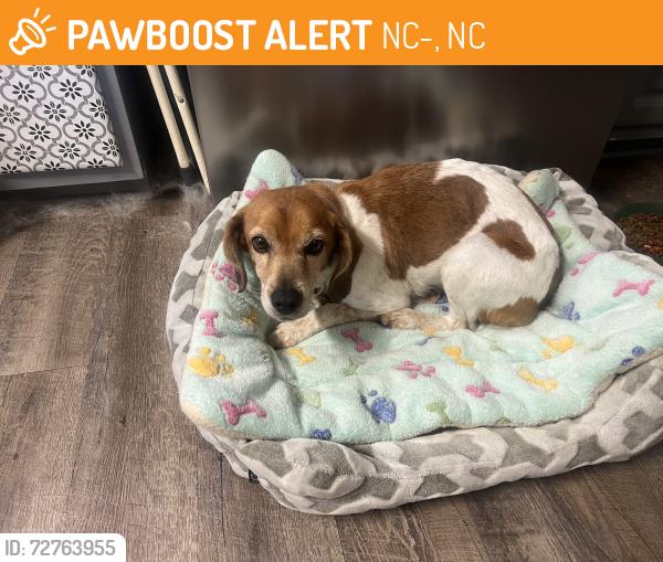 Found/Stray Unknown Dog last seen NC 801 Woodleaf NC, NC-801, NC 27054